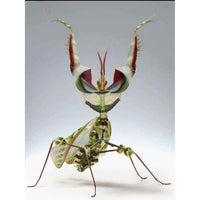 Idolomantis Diabolica