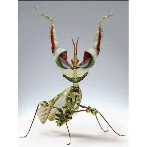 Idolomantis Diabolica