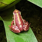 Epipedobates anthonyi (tricolor)