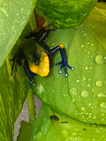 Dendrobates Tinctorius Tumucumaque