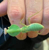 Rhombodera stalii