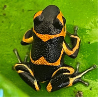 Ranitomeya imitator banded