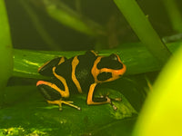 Ranitomeya Summersi