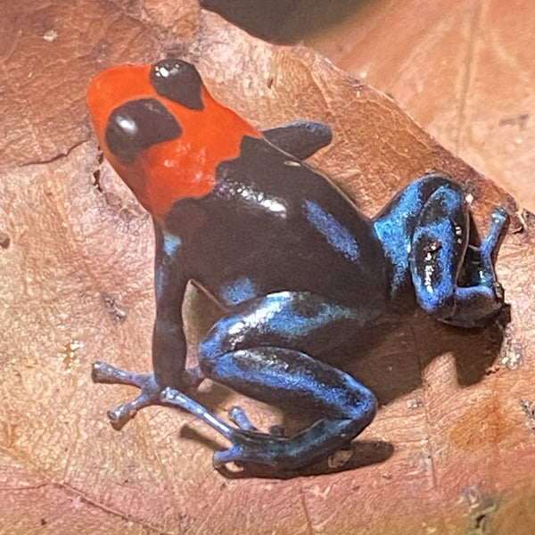 Ranitomeya benedicta pampa hermosa