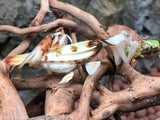 Hymenopus coronatus mannetjes