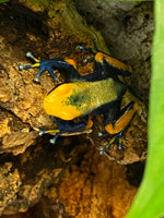 Dendrobates Tinctorius Tumucumaque