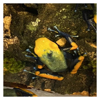 Dendrobates Tinctorius Tumucumaque